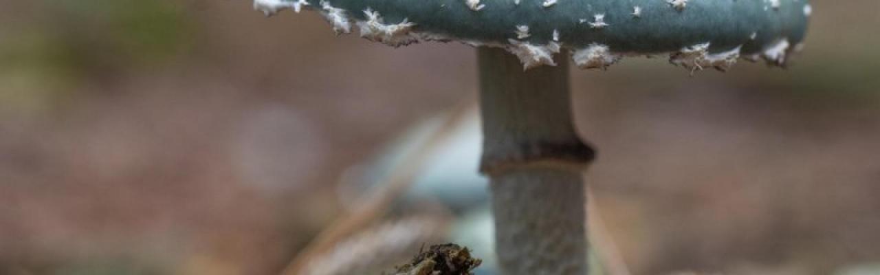 Paddenstoelen spotten in de Waterwinbossen