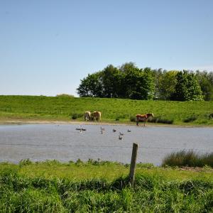 fotoalbum/ossenisse-natuur-dsc-0656-2-