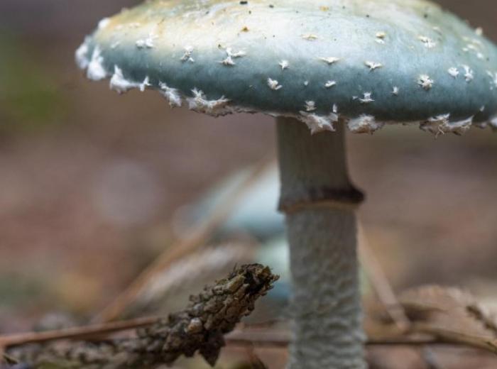 Paddenstoelen spotten in de Waterwinbossen